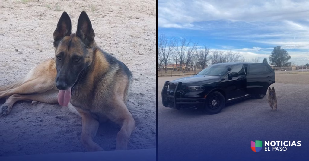 Falleció Leo, el héroe K-9 de Las Cruces quien perdio la batalla contra el Cáncer