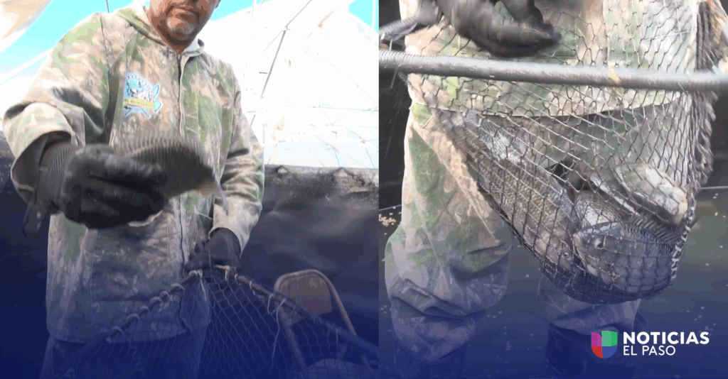 ¿Peces en el desierto? Así logran criar tilapia en Samalayuca, Chihuahua