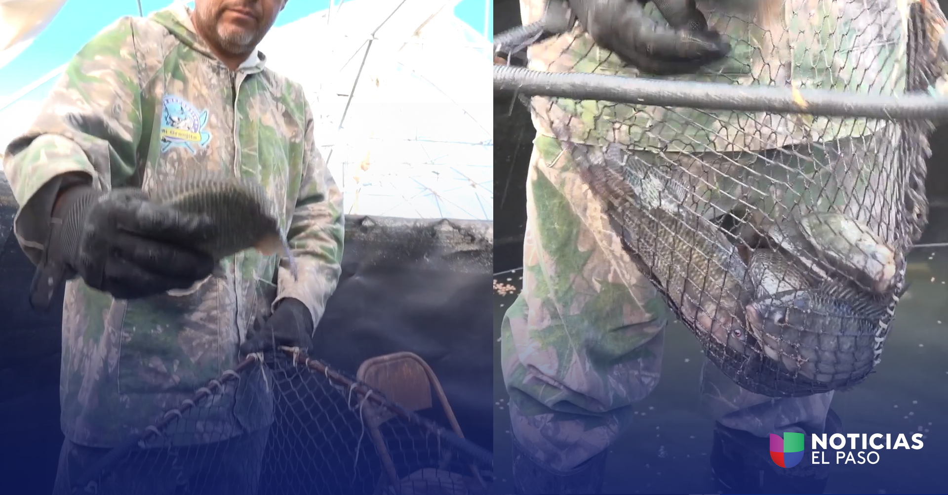 Tilapia en el Desierto: Innovación Acuícola en Samalayuca, Chihuahua