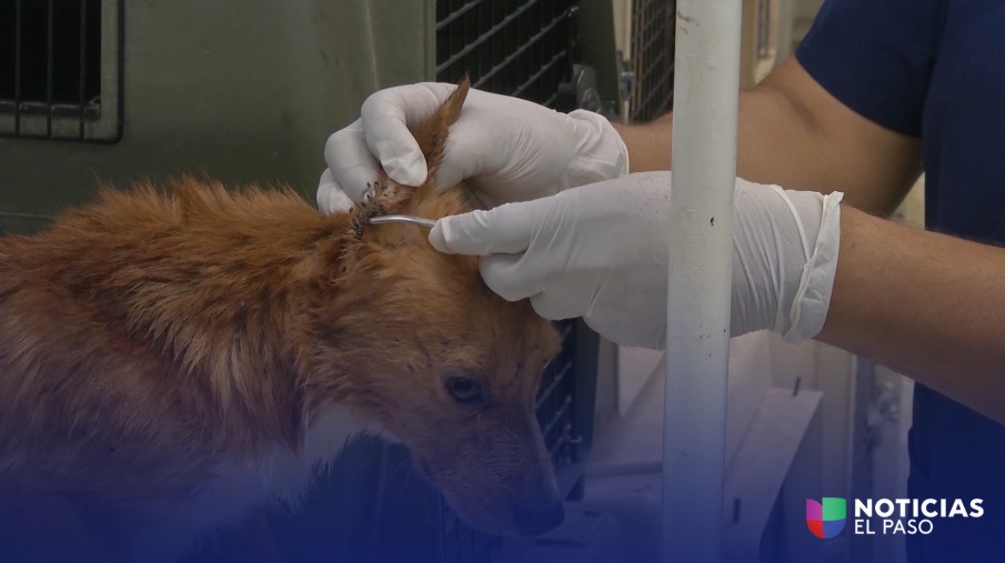 Tragedia en Ciudad Juárez: Una niña muere por complicaciones de Rickettsia vinculadas a mordeduras de garrapata