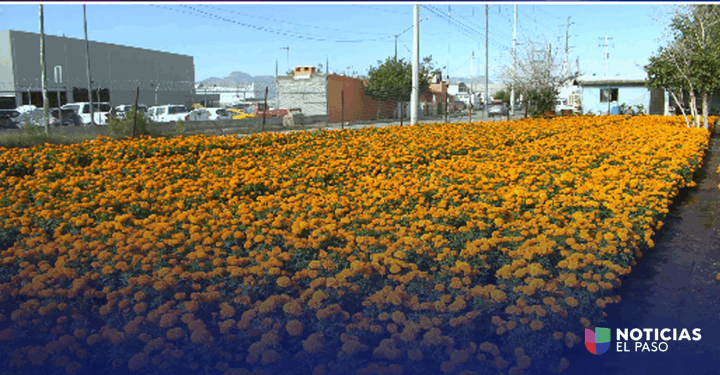 La flor de cempasúchil florece en Ciudad Juárez pese al clima extremo