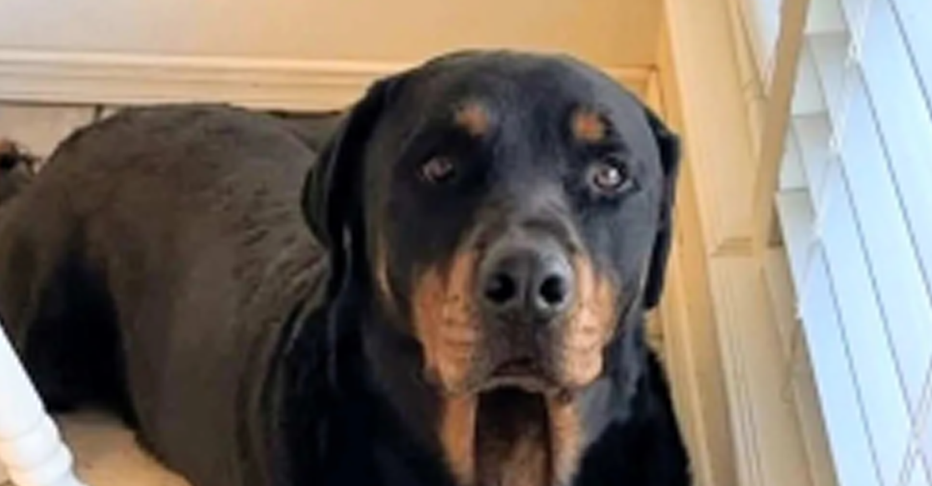 Escobar Exige Respuestas sobre la Muerte de un Perro en un Incidente con la Patrulla Fronteriza