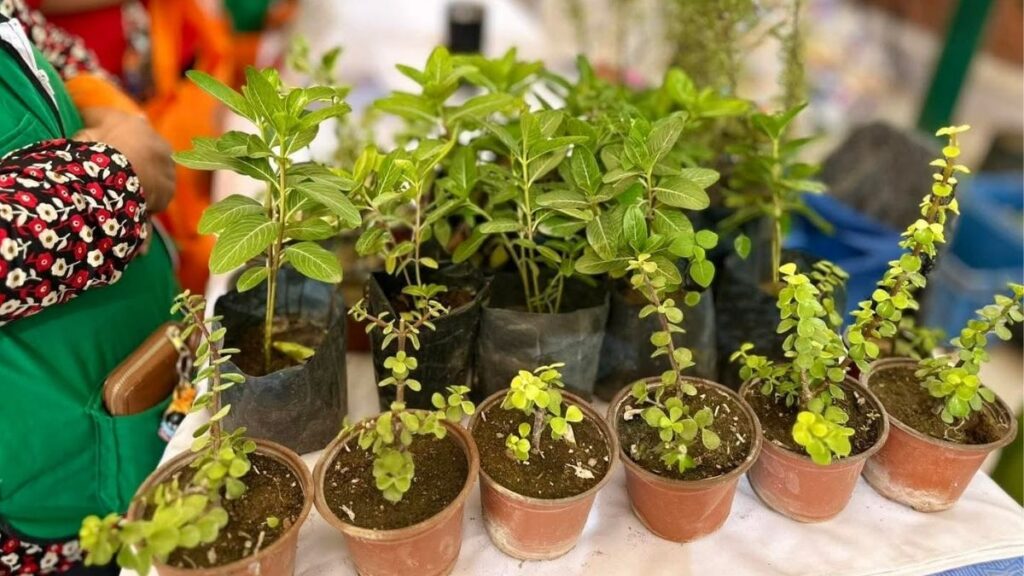 Torreón Establece Nuevo Récord en Plantación de Árboles para 2025