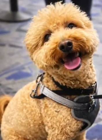 Abandono de perro en el aeropuerto Harry Reid de Las Vegas: Mujer enfrenta cargos penales