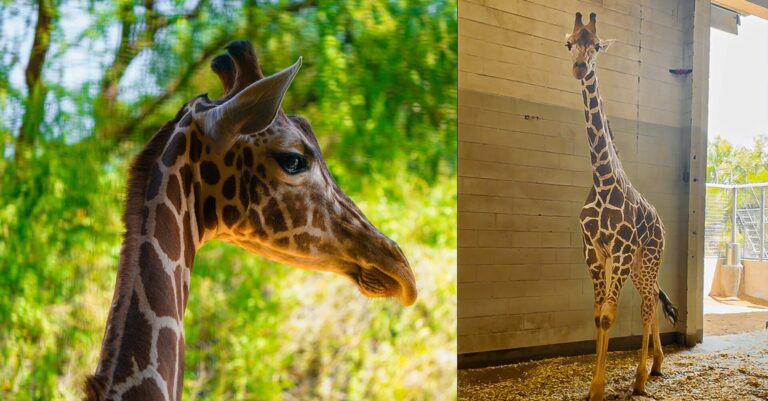 Nueva jirafa llega al Zoológico de El Paso: conoce a Dan, el futuro compañero de Gigi