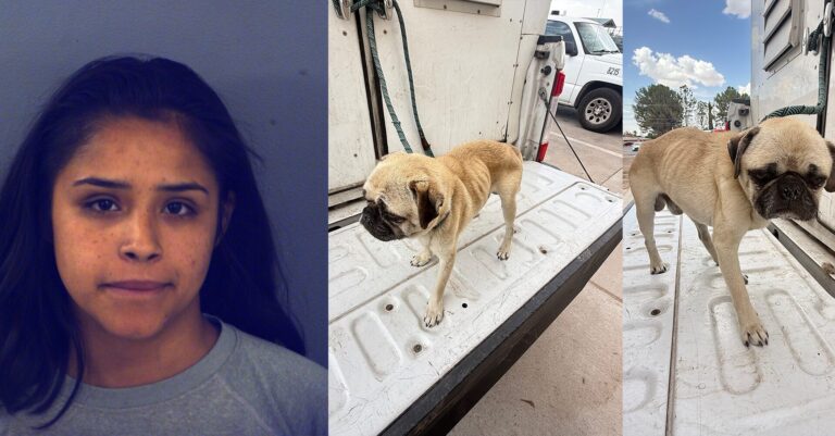 Arrestan a mujer en El Paso tras hallar a su perro pug en estado crítico de desnutrición
