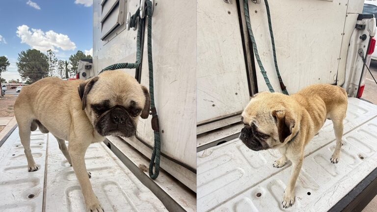 Toby, el pug rescatado en Fabens, regresa a cuidados intensivos tras complicaciones médicas