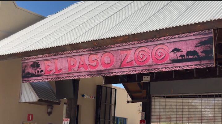 Zoológico de El Paso: un destino familiar con más de 200 especies y programas de conservación