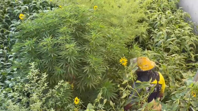 Vecinos denuncian presuntas plantas de marihuana en canal de aguas pluviales en Ciudad Juárez