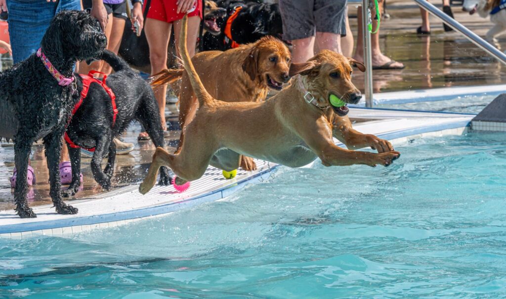 ¡Piscina para perros! Lone Tree anuncia evento con juegos, premios y spa gratis para mascotas